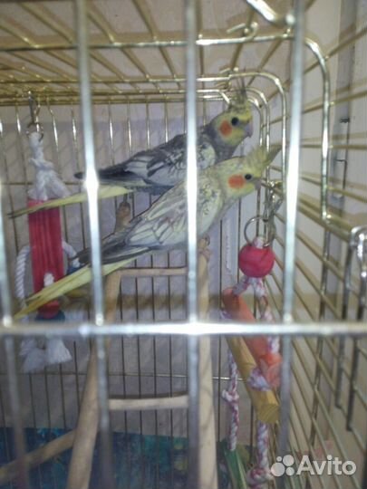 Попугаи разных возрастов