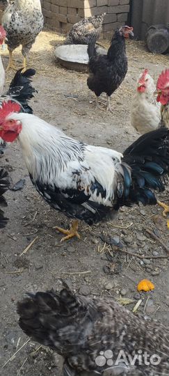 Петухи на племя Доминант