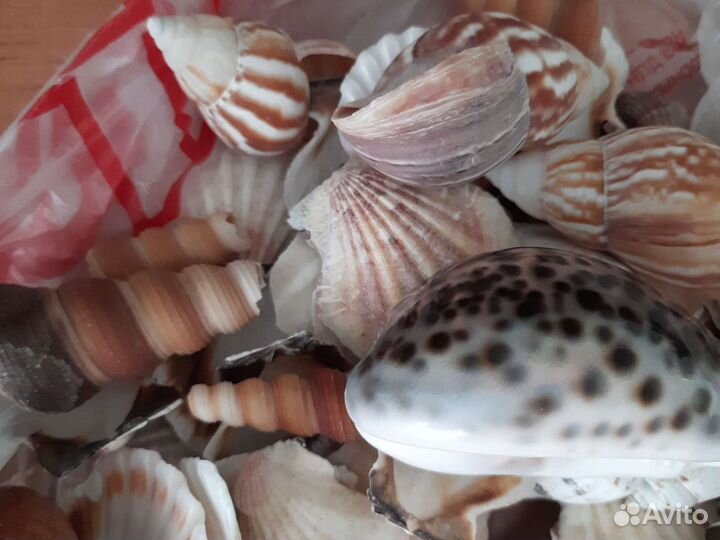Морские ракушки