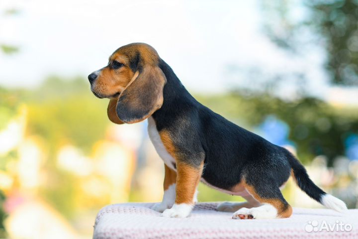 Щенки Бигль