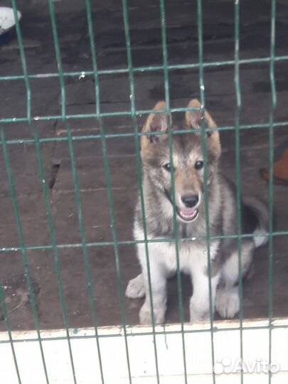 Продам Щенка зсл