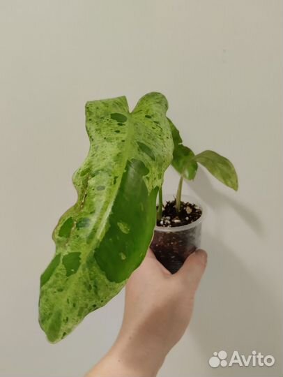 Филодендрон