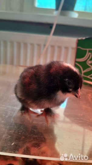 Куры, петухи