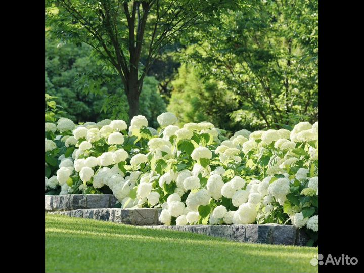 Гортензия Annabelle