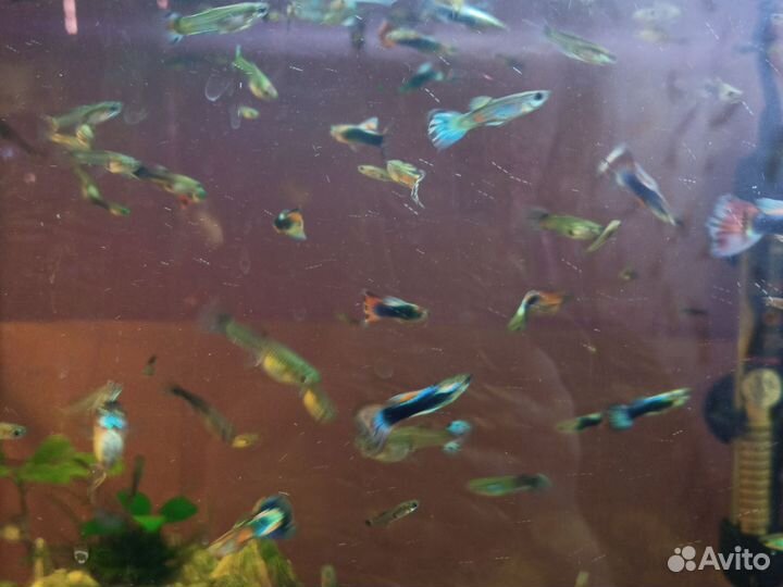 Рыбки гуппи