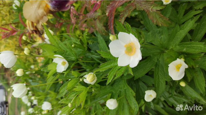 Садовые многолетники