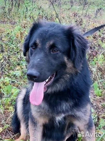 Роскошный пёс ищет дом в добрые руки