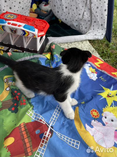 Отдам котенка в добрые руки