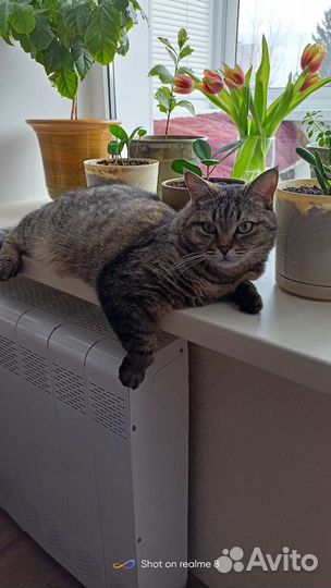 Кошка и кот в добрые руки