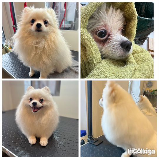 Уход за животнымм. Груминг