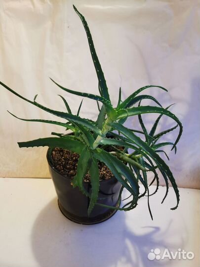 Алоэ в керамическом горшке