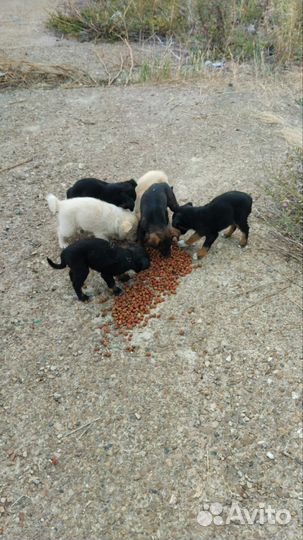 Щенки (щенок) В добрые руки 1 месяц
