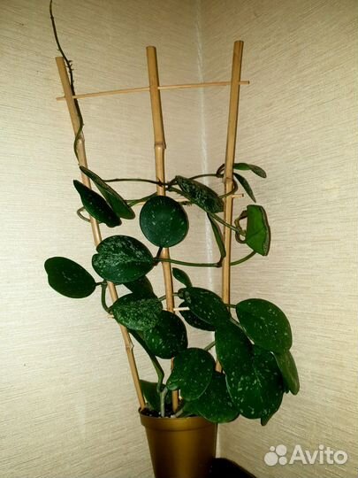 Хойя kerry сплеш