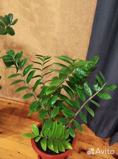 Замиокулькас