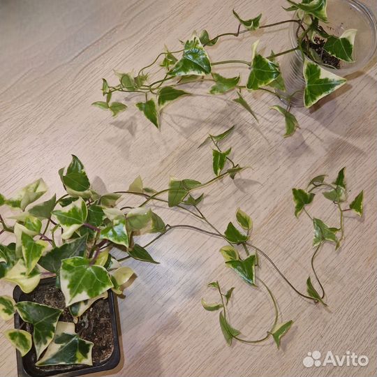 Крестовник крупноязычковый