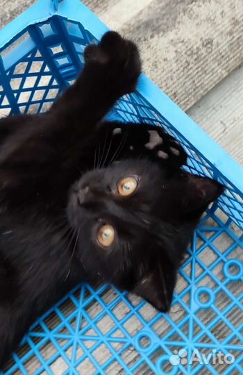 Котенок мальчик