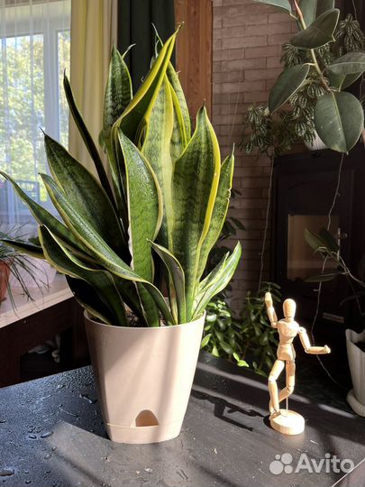 Комнатные растения