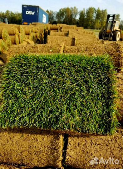 Рулонный газон 