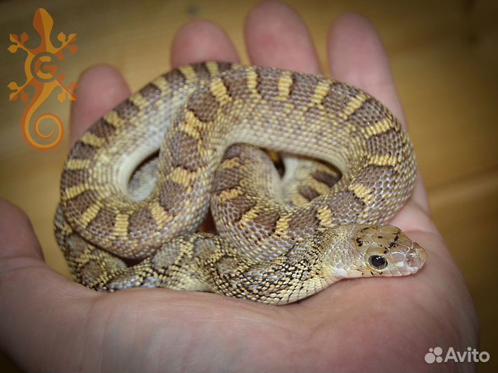 Питуофисы (Pituophis). Подходит новичкам