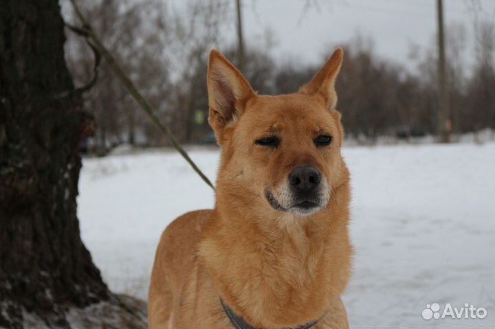 Собака ищет дом