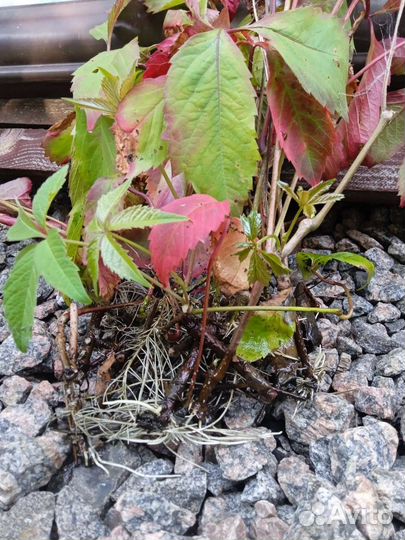 Айва японская саженцы