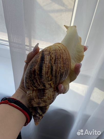 Улитки ахатины