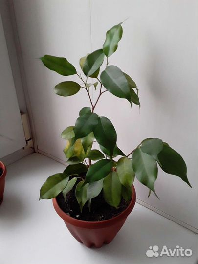 Фикус бенджамина