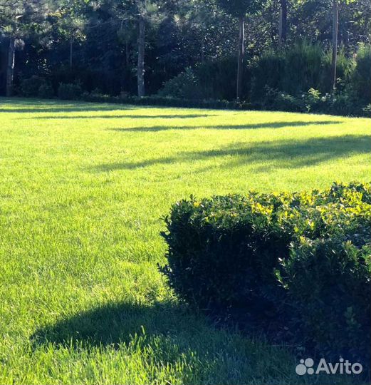 Газон, укладка рулонного газоны