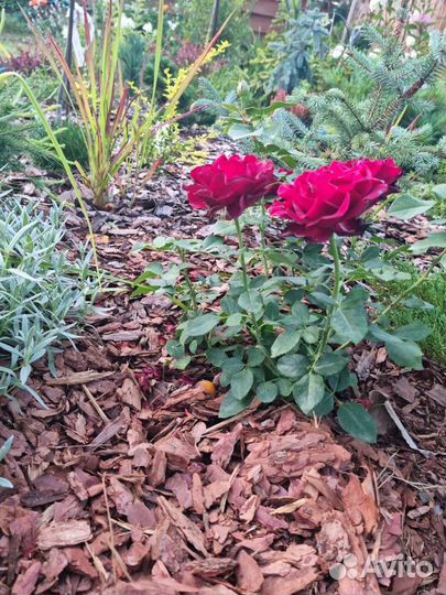 Мульча кора лиственницы