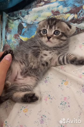 Вислоухие котята