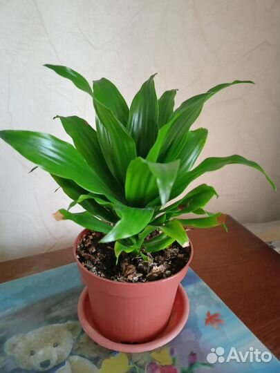 Драцена фрагранс Compacta