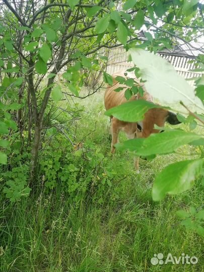 Телка Джерси