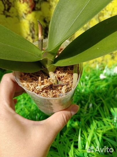 Орхидея фаленопсис бабочка