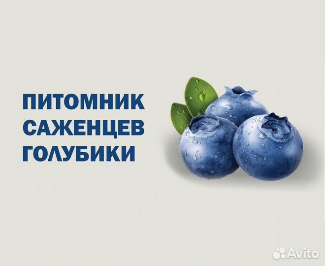 Голубика сорт Bluecrop