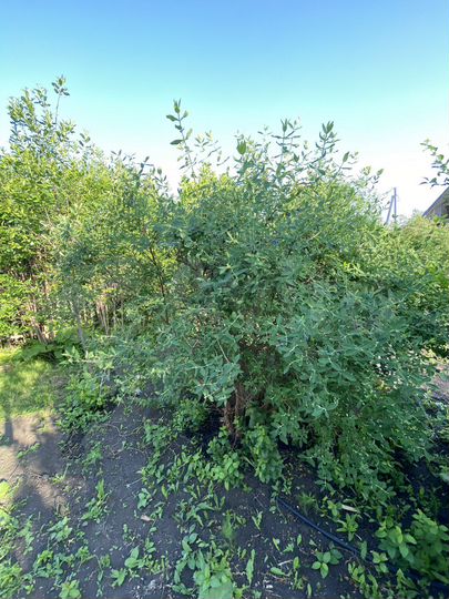 Дача 40 м² на участке 6 сот.