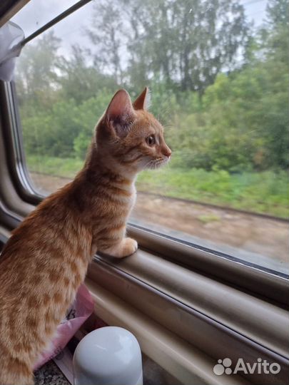 Эксклюзивные малыши