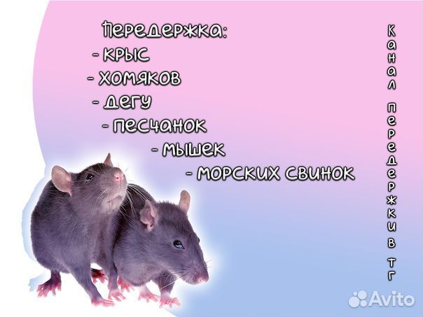 Передержка грызунов