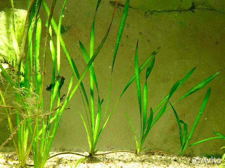 Аквариумные рыбки-растения