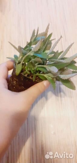 Каланхоэ (много)