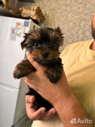 Йоркширский терьер