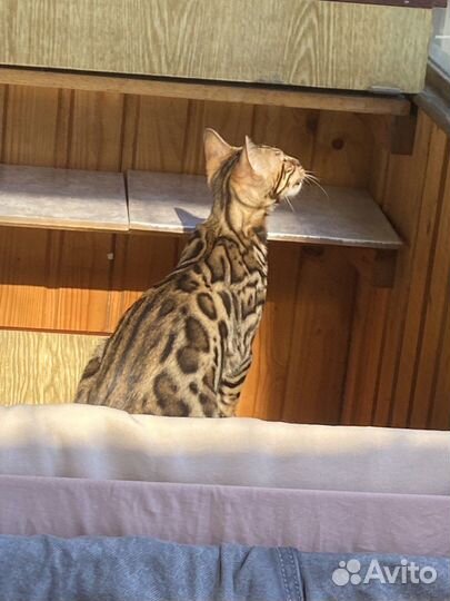 Бенгальская кошка