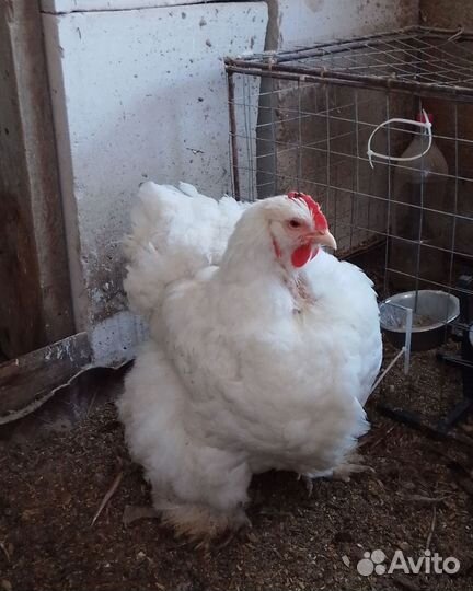 Курица наседка породы Брама