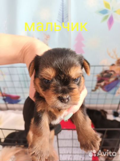 Йоркширский терьер мини беби фейс щенки