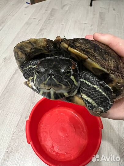 Красноухая черепаха бесплатно (взрослая)
