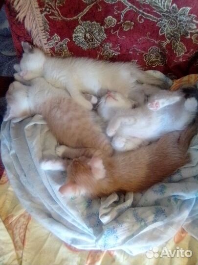 Котята в добрые руки бесплатно