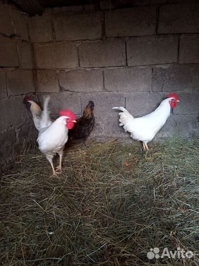 Петухи