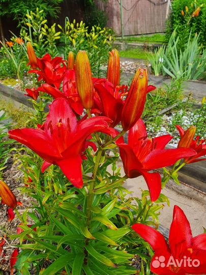 Лилии луковицы