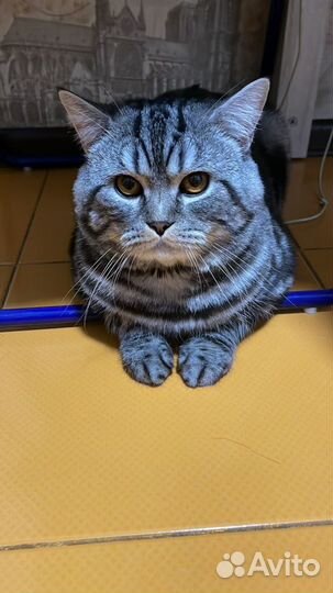 Шотландский кот вязка