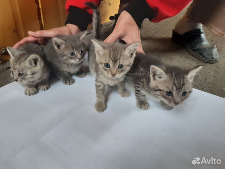 Кошки в добрые руки