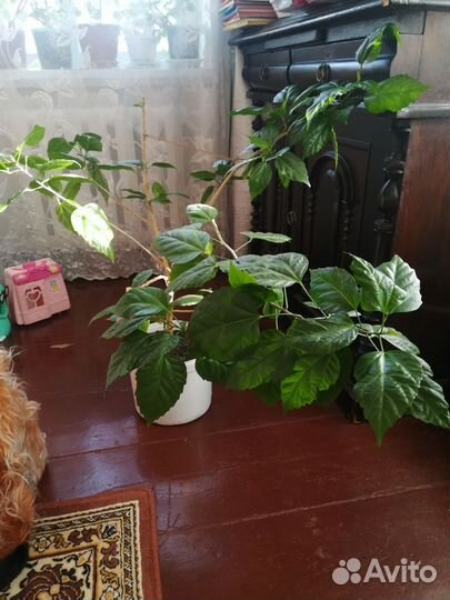 Сотовой махровый гибискус